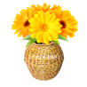 Kalash Star with yellow flower